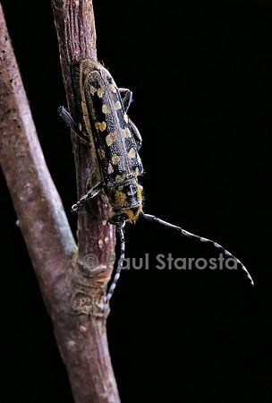 Saperda scalaris