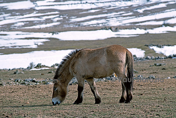 Equus przewalskii (cheval de Prjevalski)