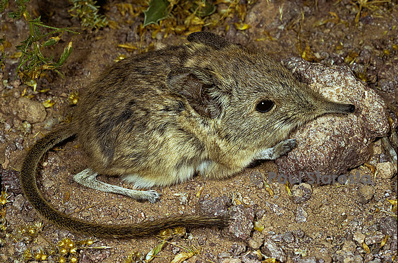 Elephantulus rozeti (rat à trompe)