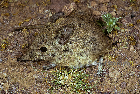 Elephantulus rozeti (rat à trompe)