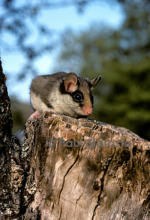 Eliomys quercinus (lérot)