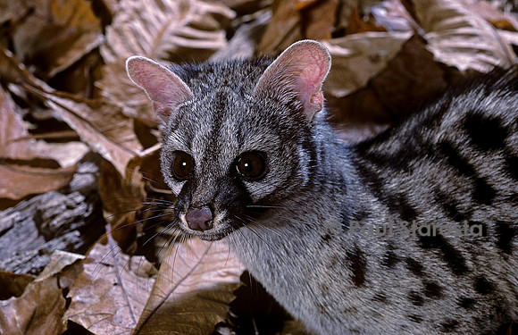 Genetta genetta (genette)