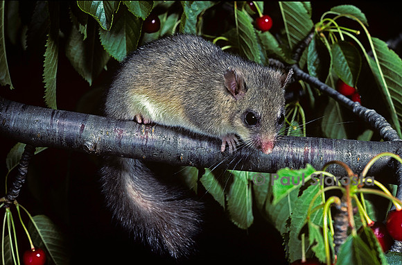 Glis glis (loir)