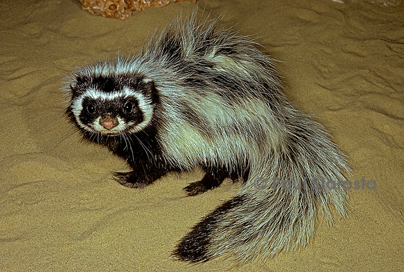 Ictonyx striatus (zorille)