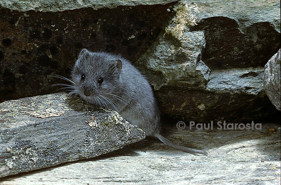 Microtus nivalis (campagnol des neiges)