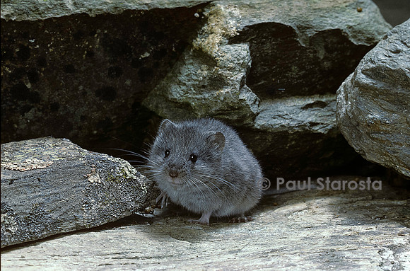 Microtus nivalis (campagnol des neiges)