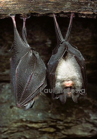 Rhinolophus hipposideros (petit fer à cheval)