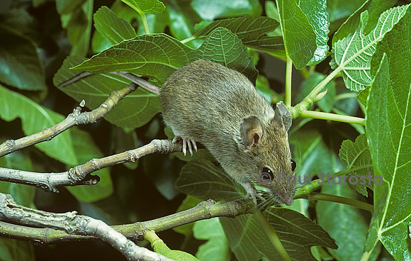 Apodemus sylvaticus (mulot sylvestre)