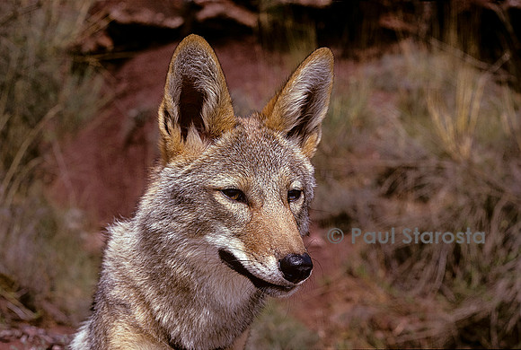 Canis aureus (chacal doré)