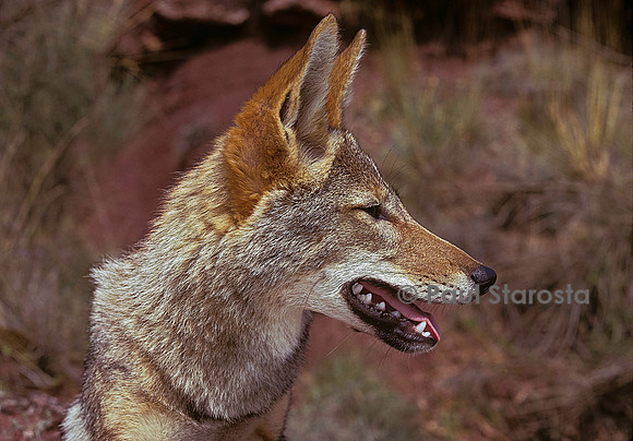 Canis aureus (chacal doré)