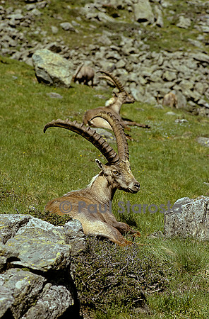Capra ibex (bouquetin des Alpes)