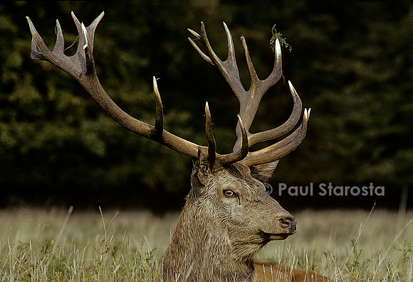 Cervus elaphus (cerf d'Europe)