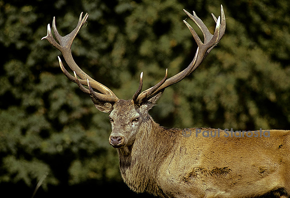 Cervus elaphus (cerf d'Europe)