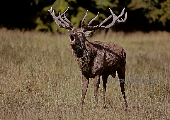 Cervus elaphus (cerf d'Europe) - bramant