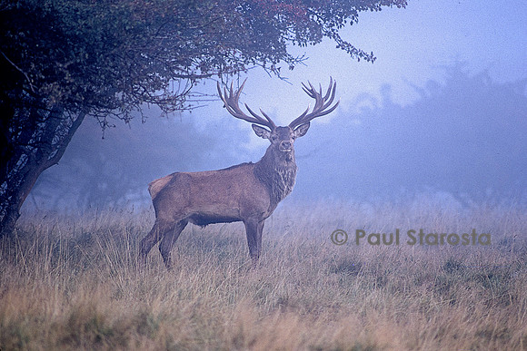 Cervus elaphus (cerf d'Europe)