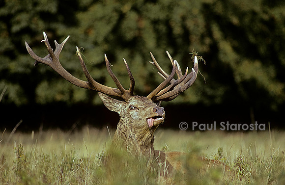 Cervus elaphus (cerf d'Europe)