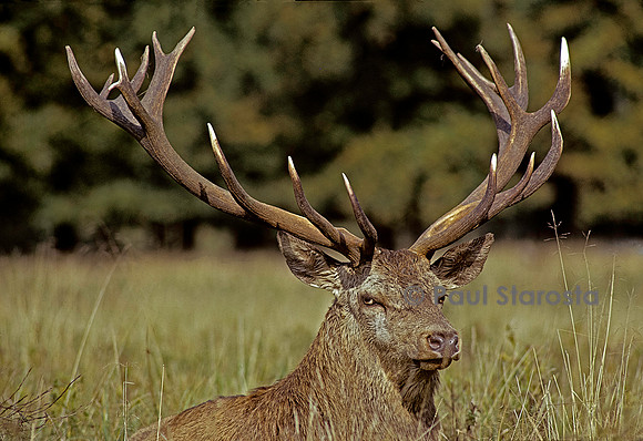 Cervus elaphus (cerf d'Europe)