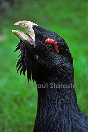 Tetrao urogallus (coq de bruyère) - détail