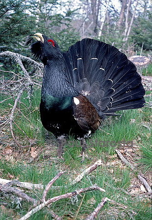 Tetrao urogallus (grand coq de bruyère)