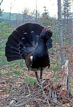 Tetrao urogallus (grand coq de bruyère)