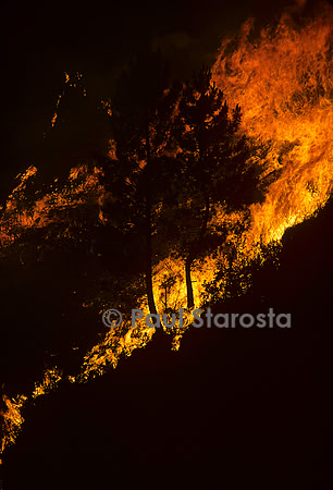 Incendie de forêt