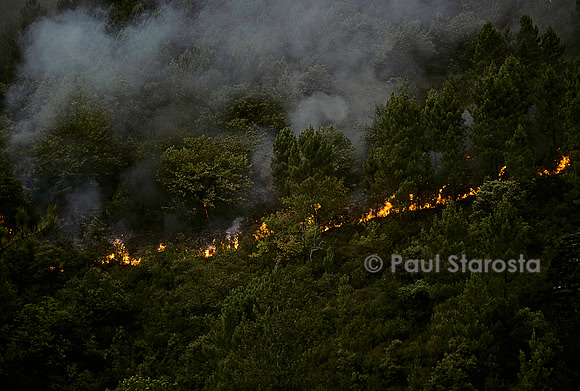 Incendie de forêt