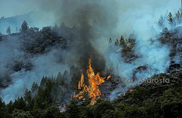 Incendie de forêt