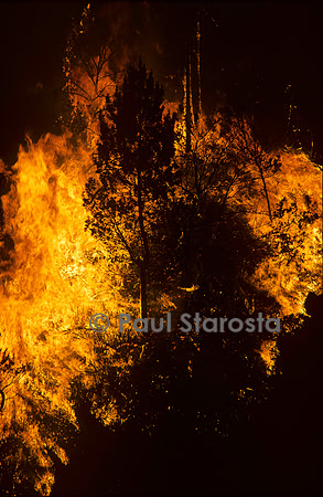 Incendie de forêt