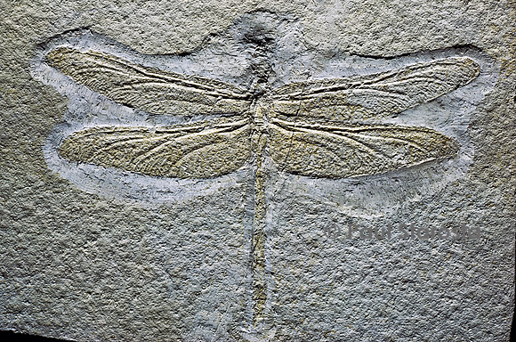 Isophlebia aspasia (libellule fossile)