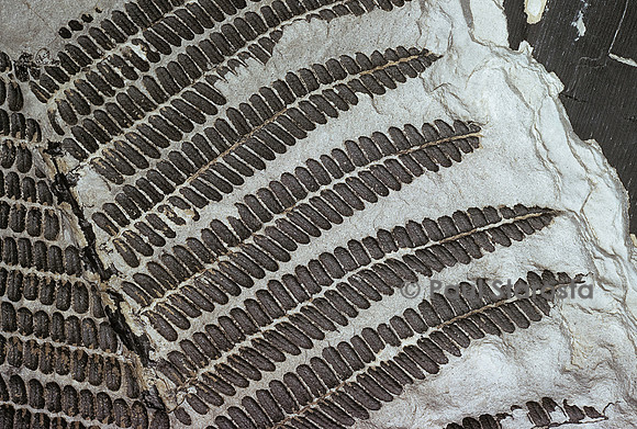 Pecopteris cyathea