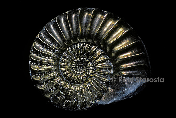 Pleuroceras (ammonite) - pyritisée