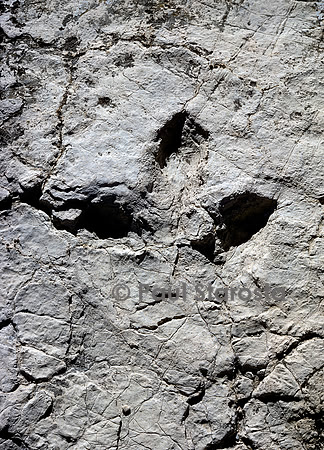 Trace de pas d'un dinosaure