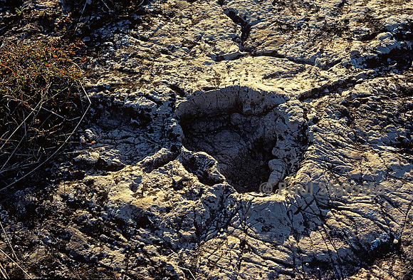 Trace de pas d'un dinosaure