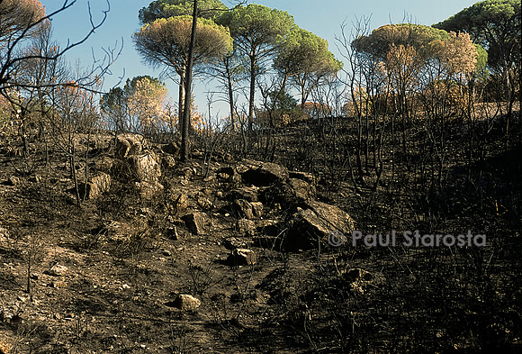 Forêt après un incendie