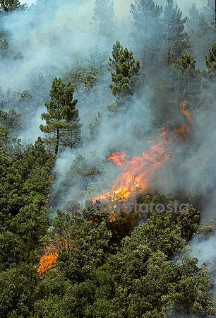 Incendie de forêt