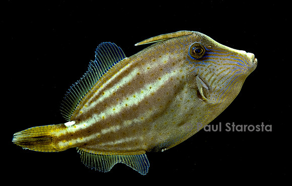 Cantherhines pullus