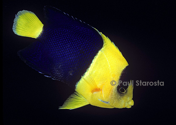 Centropyge bicolor (poisson-ange à 2 bandes)
