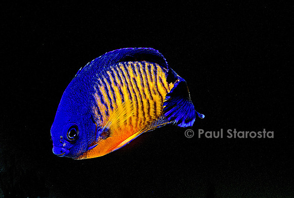 Centropyge bispinosa (poisson-ange à 2 épines)