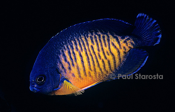 Centropyge bispinosa (poisson-ange à 2 épines)