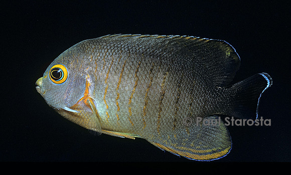 Centropyge eibli (poisson-ange)