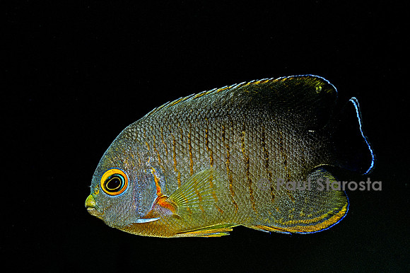 Centropyge eibli (poisson-ange)