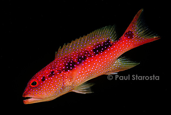 Cephalopholis