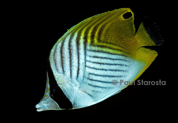Chaetodon auriga (poisson-papillon)