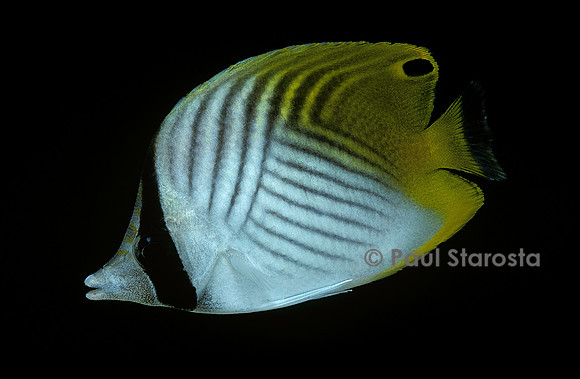 Chaetodon auriga (poisson-papillon)