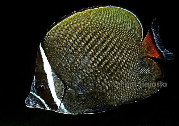 Chaetodon collare (poisson-papillon)