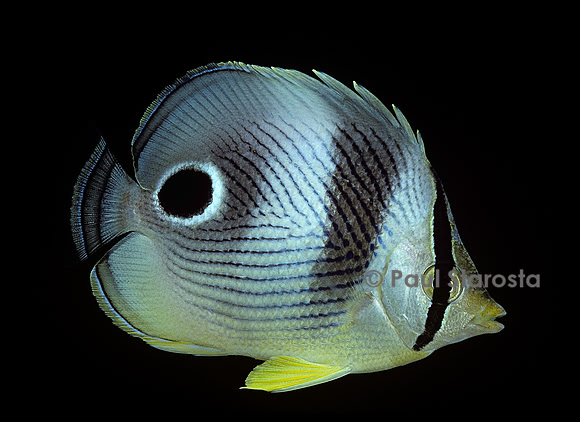 Chaetodon capistratus (poisson-papillon)