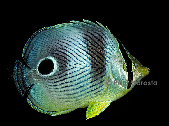 Chaetodon capistratus (poisson-papillon)
