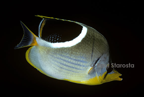 Chaetodon ephippium (poisson-papillon)