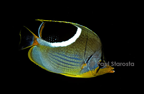 Chaetodon ephippium (poisson-papillon)