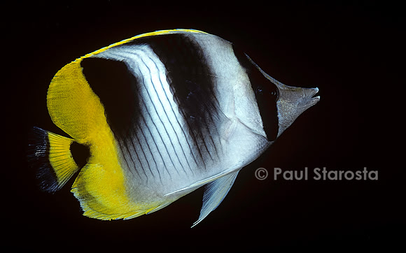 Chaetodon ulietensis (poisson-papillon)